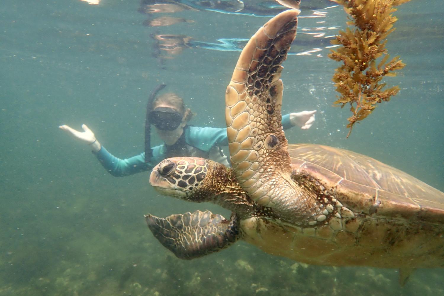一名<a href='http://bax.infosecureredteam.com'>bv伟德ios下载</a>学生在Galápagos群岛游学途中与一只巨龟游泳.